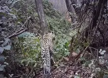 مشاهده پلنگ به همراه توله‌اش در جنگل‌های هیرکانی + فیلم