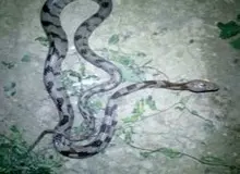 مشاهده گونه افعی سوسن در لرستان