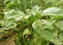 هجوم کرم‌های برگخوار به مراتع خراسان جنوبی