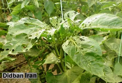 هجوم کرم‌های برگخوار به مراتع خراسان جنوبی