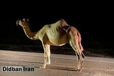 تداوم کابوس شترهای سرگردان در شرق هرمزگان