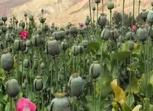  بازگشت ایران به کشت قانونی خشخاش برای تأمین مواد اولیه دارویی ضروری است 