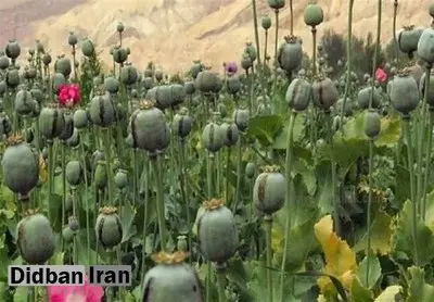 بازگشت ایران به کشت قانونی خشخاش برای تأمین مواد اولیه دارویی ضروری است