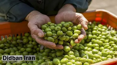 افزایش ۱۵۰ درصدی قیمت زیتون در یک سال