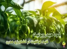 بهترین کود هیدروپونیک گیاهان آپارتمانی