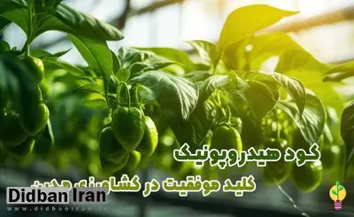 بهترین کود هیدروپونیک گیاهان آپارتمانی