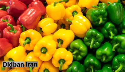 فلفلهای دلمهای برگشت داده شده از روسیه در بازار ایران ارائه می شود