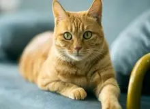 دانشمندان راز ژنتیکی گربه‌های نارنجی را پس از دهه‌ها کشف کردند