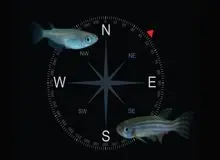 دانشمندان فسیل‌های مغناطیسی یک موجود ناشناخته را کشف کردند که دارای نوعی GPS داخلی بوده است