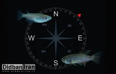 دانشمندان فسیل‌های مغناطیسی یک موجود ناشناخته را کشف کردند که دارای نوعی GPS داخلی بوده است