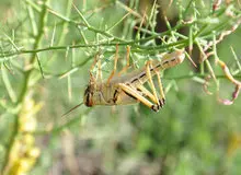 احتمال هجوم ملخ‌ صحرایی به کشور در اردیبهشت ماه