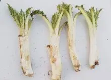 خواص کنگر را دست کم نگیرید!