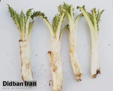 خواص کنگر را دست کم نگیرید!