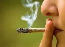 اثرات مخرب مخدر گل در ایران از تمام مخدرهای دیگر بالاتر است/ گل موجود در ایران با قارچ و کپک مخلوط شده است