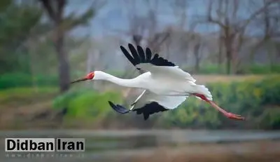 پرنده «امید» به ایران بازگشت