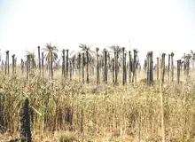 خاک شور، کم آبی و ریزگردها با نخل های خوزستان می‌جنگند