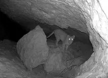 محیط‌زیست: مشاهده و ثبت تصاویری از یک قلاده پلنگ در اشکنان لامرد