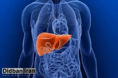 بیشتر سرطانهای کبد قابل پیشگیری هستند