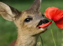 گوشت آهو؛ کیلویی ۶۸۰هزار تومان/ تصویر
