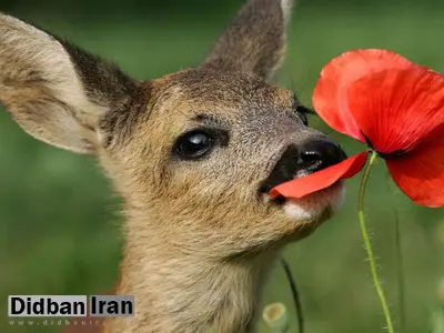 گوشت آهو؛ کیلویی ۶۸۰هزار تومان/ تصویر