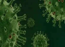 سرما بخورید تا کووید-۱۹ نگیرید