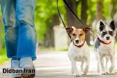 سگ‌گردانی در کدام شهرها و استان‌ها ممنوع شده است؟