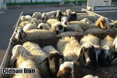 ۲۰ میلیون راس دام روی دست دامداران ماند/ رئیس شورای تامین دام کشور: دولت می خواهد دامداران را از صادرات محروم کرده و خودش صادر کننده شود