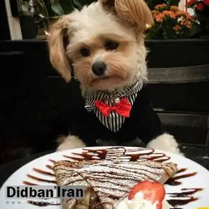 منوی غذای رستورانی سگ هم رسید +تصویر