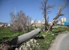 گزارشی از وضعیت یک باغ ١٤ هزار متری در شمال تهران که توسط بنیاد مستضعفان فروخته شد/ نابودی بیش از  ٤‌هزار هکتار از باغات تهران