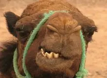 صادرات شتر نر آزاد شد/ عکس