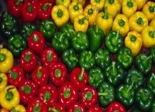 آذربایجان: فلفل وارداتی از ایران آلوده به ویروس "روگوز"است