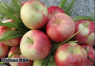 صادارت سه میلیون دلاری سیب درختی از زنجان به خارج از کشور