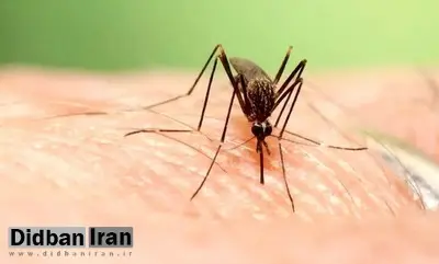 مینو محرز: خطر شیوع تب دنگی در ایران جدی است