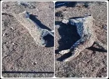 پیدا شدن لاشه یک قلاده پلنگ در این شهر+عکس