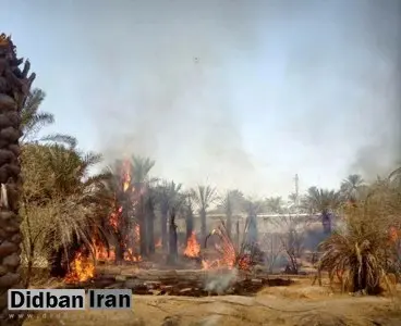 ۲۰ هزار نخل در آتش سوزی اروندکنار نابود شد 