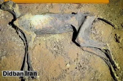 برای نخستین بار در دنیا: بقایای طبیعی چند یوزپلنگ مومیایی در عربستان کشف شد