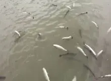 ۳ تا ۵ هزار تن ماهی در سیل اخیر تلف شد/ تولیدکنندگان از فروش ماهی اجتناب می‌کنند