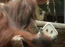 اورانگوتان ۵۰ ساله فرانسوی نقاشی می‌کشد!/ فیلم 