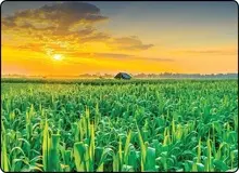 پشت پرده اصرار وزارت جهاد کشاورزی به کشت فراسرزمینی/ نگران معیشت مردم هستید یا سنگ عده‌ای را به سینه می‌زنید؟