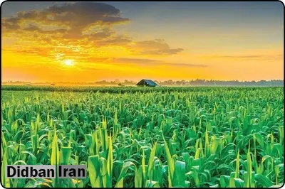 پشت پرده اصرار وزارت جهاد کشاورزی به کشت فراسرزمینی/ نگران معیشت مردم هستید یا سنگ عدهای را به سینه میزنید؟