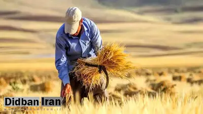 صدای نمایندگان مجلس درآمد/ دولت هنوز پول کشاورزان را پرداخت نکرده است