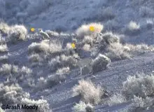 خوشحال‌کننده‌ترین خبر حیات وحشی ایران:هلیا ۴ توله یوز سالم به ایران هدیه داده است