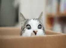 افرادی که از حیوانات متنفرند، بیشتر احتمال دارد ویژگی‌های شخصیتی تاریک داشته باشند