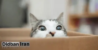 افرادی که از حیوانات متنفرند، بیشتر احتمال دارد ویژگی‌های شخصیتی تاریک داشته باشند