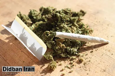 مصرف ماده مخدر گل در بین دانشجویان رو به افزایش است