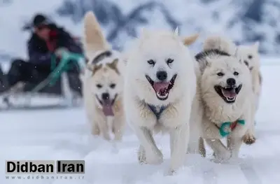 محققان قدیمیترین نژاد سگ اهلی جهان را در گرینلند کشف کردند؛ حیوانی در آستانه انقراض