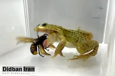 زنبورهای قاتل کابوس جانوران دیگر هستند؛ اما قورباغه‌های بی‌باک برکه آن‌ها را یک لقمه می‌کنند