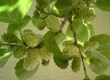 سقوط مرگبار زن میانسال هنگام توت‌خوری
