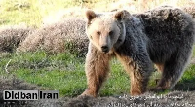 مذاکره محیط بان با خرس در جنگل‌های مازندران: «خرس من برایت سوت می‌زنم تو نباید فرار کنی؟»+فیلم 