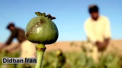 ۳ کیلو تریاک در کیسه برنج کشف شد/ توزیع کننده مواد یک زن بود

